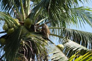 Southern pig-tailed macaque forced to 'pick' coconuts in Thailand