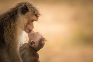 Mother toque macaque with her baby in Sri Lanka; Senthi Aathavan Senthilverl