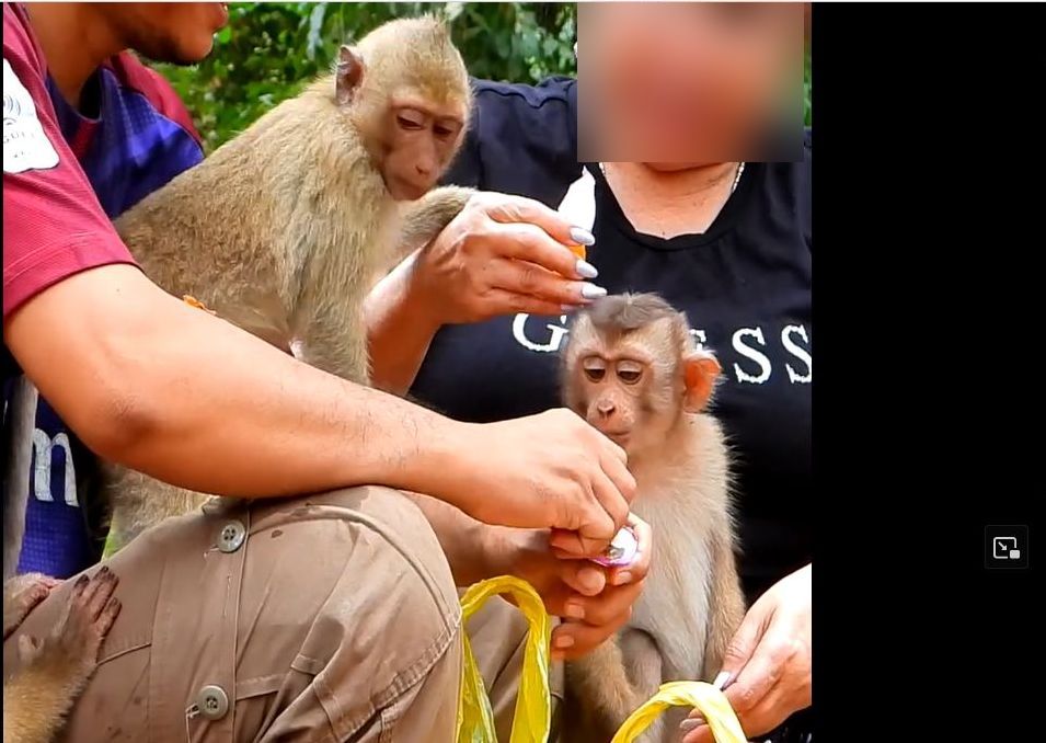 Concern that monkeys from Angkor Wat temple in Cambodia will end up in farms which export to laboratories