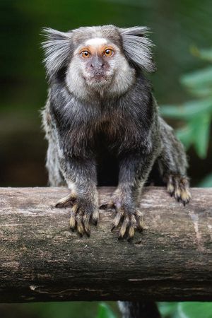 Black-tufted marmoset free in Atlantic Forest, Brazil; Afonso Farias