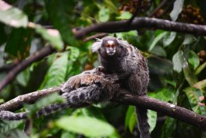 Common marmosets grooming another in tree, location not provided