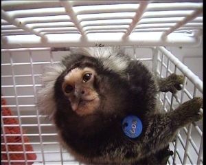 Common marmoset in Cambridge University surgical recovery cage; Cruelty Free International