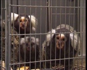 Common marmosets in cage at University of Cambridge; Cruelty Free International