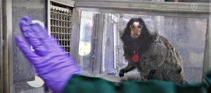 Common marmoset in laboratory cage at Biomedical Primate Research Centre, The Netherlands