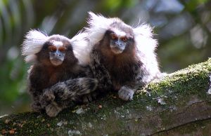 Common marmosets living freely; Dario Sanches