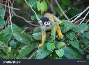 Black-capped squirrel monkey in Peru; Vladislav T. Jirousek, Shutterstock