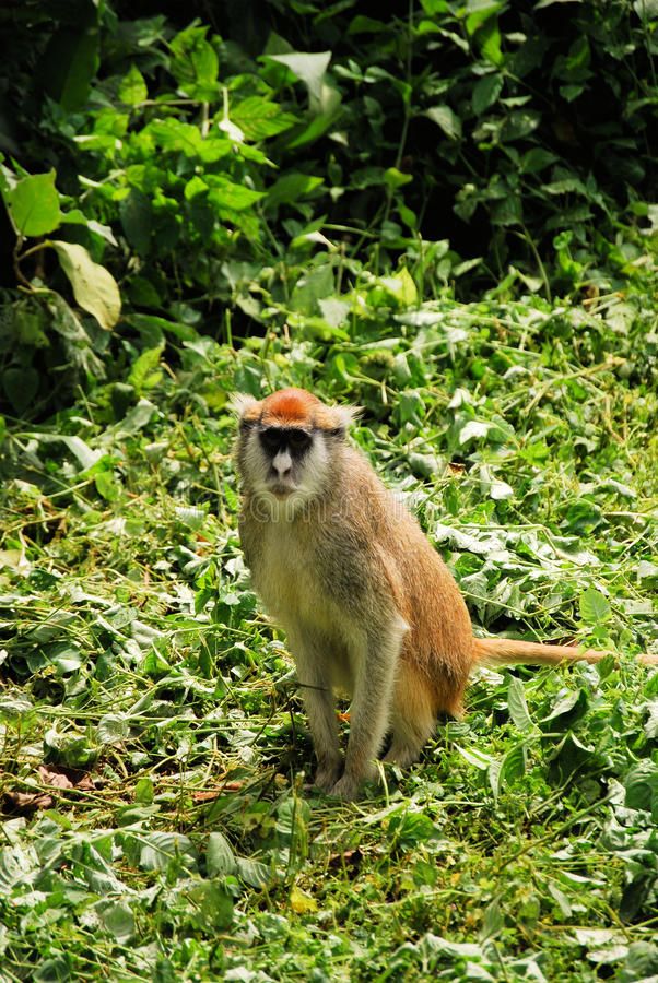 Common patas monkey in Africa; Brian Flaigmore, Dreamstime