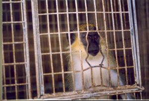 Green monkey in cage; Cruelty Free International