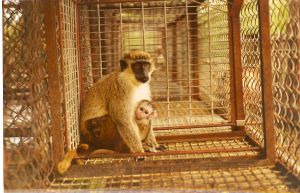 Green monkeys in cage, St Kitts; Cruelty Free International