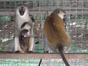 Grivet monkeys; Cruelty Free International