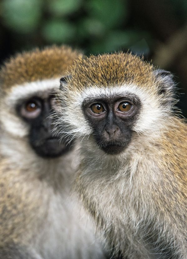 Free-living grivet monkeys; David Clode, Unsplash