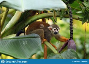 Guianan squirrel monkey in banana tree; photo credit Klomsky, Dreamstime