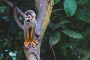 Squirrel monkey living freely in Colombia; photo credit Diego Guzmán on Unsplash