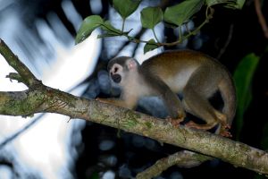 Guianan squirrel monkey in Ecuador; ggallice (Geoff Gallice) - https://commons.wikimedia.org/w/index.php?curid=13276099