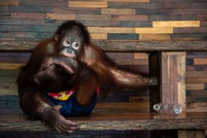 Young orangutan used for 'boxing' at a Thai zoo; Amy Jones-Moving Animals