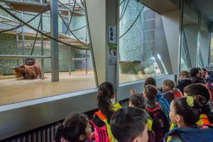 Sumatran orangutan being observed by children in German zoo; Jo-Anne McArthur / Born Free Foundation